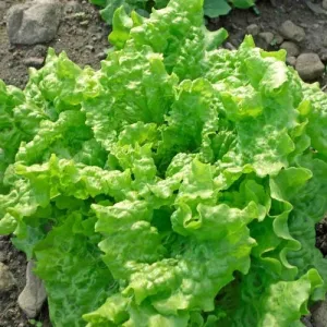 Black Seeded Simpson Lettuce Seeds