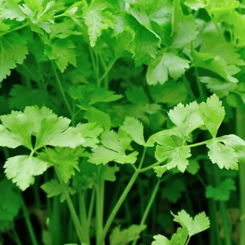 Nan Ling Cutting Celery Seeds