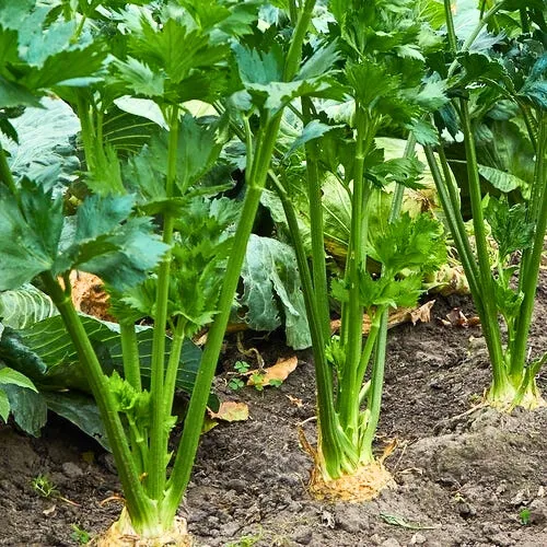 Tendercrisp Celery Seeds